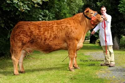 Curraghree Sensation